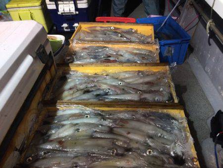 幸風（さちかぜ） 釣果