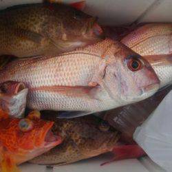 遊漁船 新鋭丸 釣果