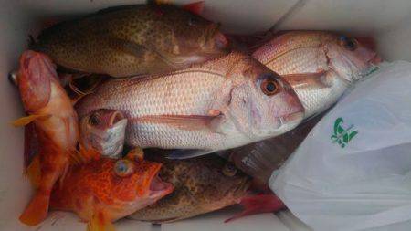 遊漁船 新鋭丸 釣果