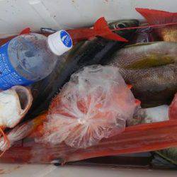 遊漁船 新鋭丸 釣果