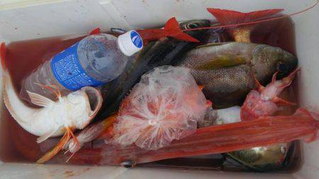 遊漁船 新鋭丸 釣果