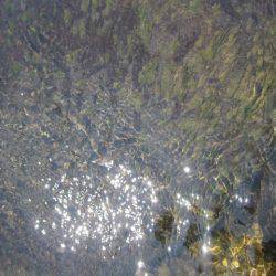 狩野川(狩野川漁業協同組合) 釣果