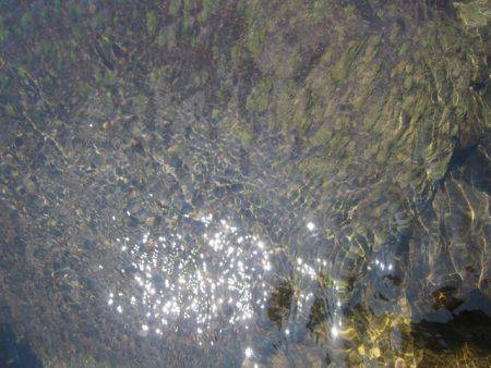 狩野川(狩野川漁業協同組合) 釣果