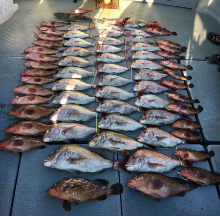 さんさん丸 釣果