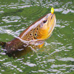 小菅トラウトガーデン 釣果