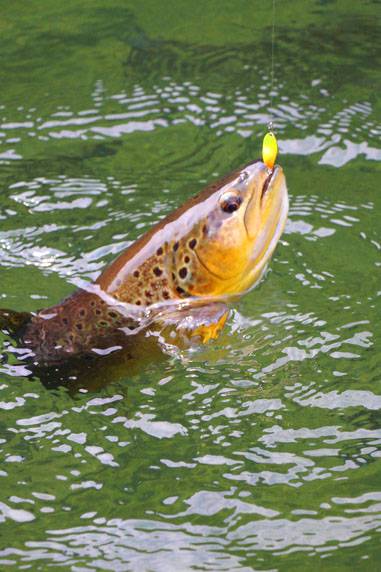 小菅トラウトガーデン 釣果