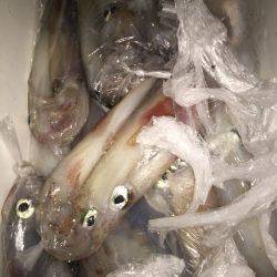 幸風（さちかぜ） 釣果