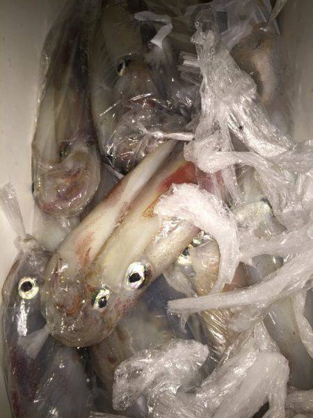 幸風（さちかぜ） 釣果