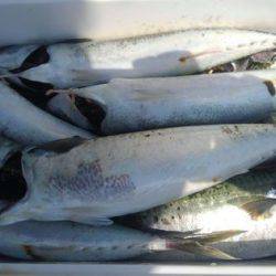 遊漁船 新鋭丸 釣果