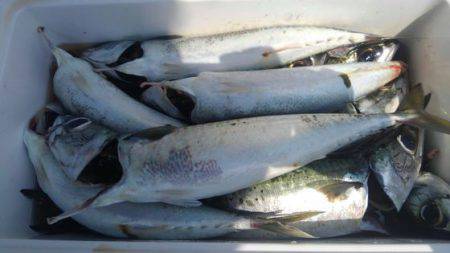 遊漁船 新鋭丸 釣果