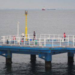 オリジナルメーカー海づり公園(市原市海づり施設) 釣果