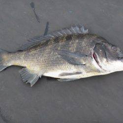オリジナルメーカー海づり公園(市原市海づり施設) 釣果
