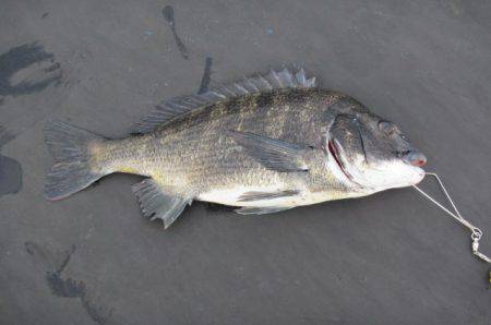 オリジナルメーカー海づり公園(市原市海づり…