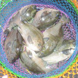 オリジナルメーカー海づり公園(市原市海づり施設) 釣果