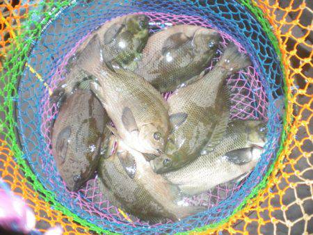 オリジナルメーカー海づり公園(市原市海づり施設) 釣果