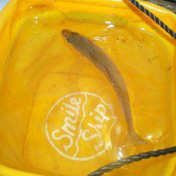 オリジナルメーカー海づり公園(市原市海づり施設) 釣果