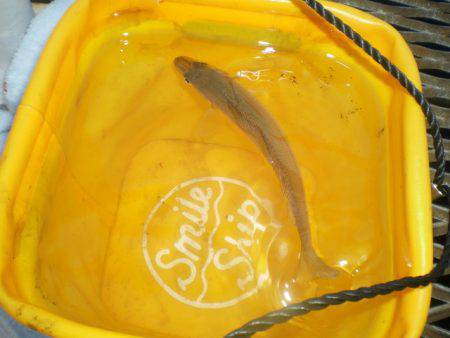 オリジナルメーカー海づり公園(市原市海づり施設) 釣果