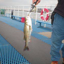 オリジナルメーカー海づり公園(市原市海づり施設) 釣果