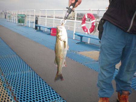オリジナルメーカー海づり公園(市原市海づり施設) 釣果