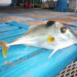 オリジナルメーカー海づり公園(市原市海づり施設) 釣果