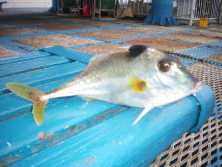 オリジナルメーカー海づり公園(市原市海づり施設) 釣果