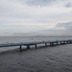 オリジナルメーカー海づり公園(市原市海づり施設) 釣果