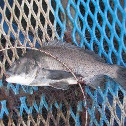 オリジナルメーカー海づり公園(市原市海づり施設) 釣果