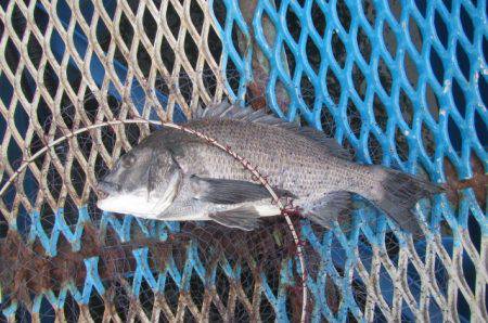 オリジナルメーカー海づり公園(市原市海づり施設) 釣果