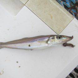 オリジナルメーカー海づり公園(市原市海づり施設) 釣果