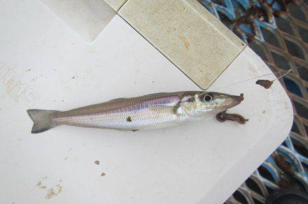 オリジナルメーカー海づり公園(市原市海づり施設) 釣果