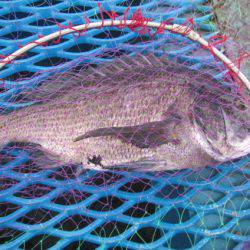 オリジナルメーカー海づり公園(市原市海づり施設) 釣果