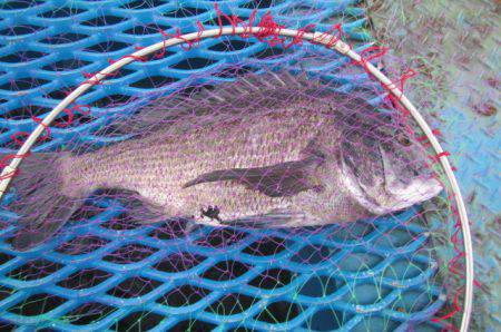 オリジナルメーカー海づり公園(市原市海づり…