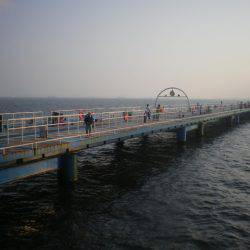 オリジナルメーカー海づり公園(市原市海づり施設) 釣果