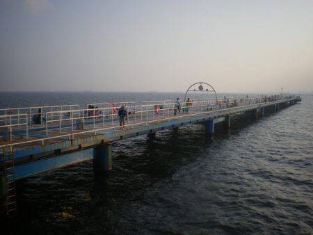 オリジナルメーカー海づり公園(市原市海づり施設) 釣果