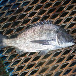 オリジナルメーカー海づり公園(市原市海づり施設) 釣果