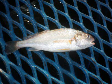 オリジナルメーカー海づり公園(市原市海づり施設) 釣果