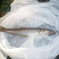 オリジナルメーカー海づり公園(市原市海づり施設) 釣果
