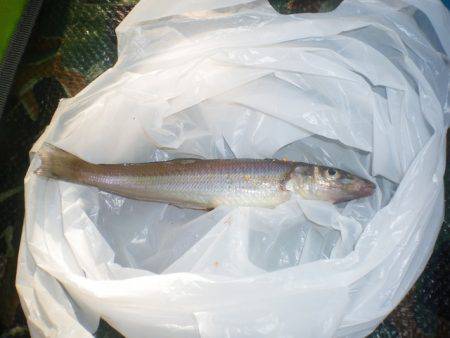 オリジナルメーカー海づり公園(市原市海づり施設) 釣果
