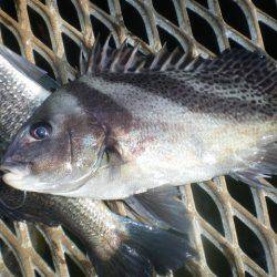 オリジナルメーカー海づり公園(市原市海づり施設) 釣果