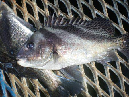 オリジナルメーカー海づり公園(市原市海づり施設) 釣果
