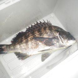 オリジナルメーカー海づり公園(市原市海づり施設) 釣果