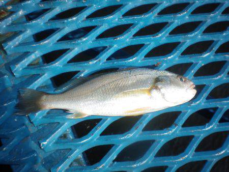 オリジナルメーカー海づり公園(市原市海づり施設) 釣果