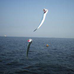 オリジナルメーカー海づり公園(市原市海づり施設) 釣果