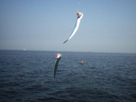 オリジナルメーカー海づり公園(市原市海づり施設) 釣果
