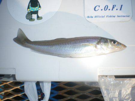 オリジナルメーカー海づり公園(市原市海づり施設) 釣果