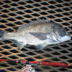 オリジナルメーカー海づり公園(市原市海づり施設) 釣果