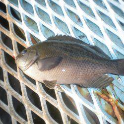 オリジナルメーカー海づり公園(市原市海づり施設) 釣果