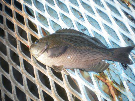 オリジナルメーカー海づり公園(市原市海づり施設) 釣果