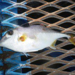 オリジナルメーカー海づり公園(市原市海づり施設) 釣果