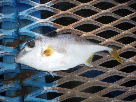 オリジナルメーカー海づり公園(市原市海づり施設) 釣果